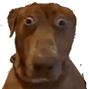dogahhh Discord sticker from Reality Awaits