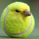 tennis custom emote from Fuel Development ©