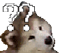 A brown and white dog head tilting back and forth with a large white question mark floating above it.