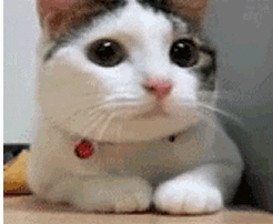 emoji_100 animated GIF emoji | Dex’s Amunity