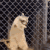 A raccoon standing against a chain-link fence, rhythmically bobbing its head and swaying from side to side.