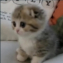 A small Scottish Fold kitten with large, round, soulful eyes looking slightly to the left.