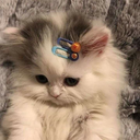 Cr_cute2 Discord sticker | #~ 𝐄𝐦𝐩𝐢𝐫𝐞 𝐖𝐞𝐬𝐭 𝟏𝟖𝟕