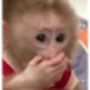 A baby monkey with wide eyes covering its mouth with one hand in a gesture of shock.