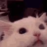 1412338136104828991 animated Discord emote from 𝐓𝐁𝐬
