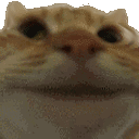 204_catyes animated Discord emote | Rabbit Hole