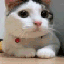 A white and gray cat shaking its head back and forth as a gesture of refusal.
