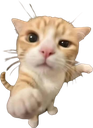 956658youuukitten Discord sticker - A2Cloud Best Free & Paid Hosting