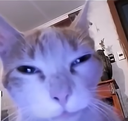 CatAA Discord Emoji | offqtz
