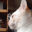 ce_blep3 animated GIF emoji from Hamara Server