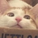 spaghetticat custom emote from Niveous Gaming
