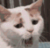 catyawn animated GIF emoji from ⋆˚𝜗 night owls 𝜚˚⋆