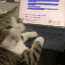 paniccatto custom emote | AeroSphere