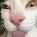 Cat face in extreme close-up with eyes wide and tongue sticking out in a derpy expression.