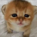 lonely custom emote - Oreon Community 👻