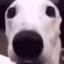 shiver_me_timbers Discord sticker - 𝙷𝚎𝚕𝚕𝚊𝚟𝚎𝚛𝚜𝚎 𝚁𝙿