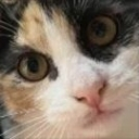A close-up of a calico cat face with wide, intense eyes looking directly at the camera.