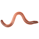 Earthworm wiggling against a black background.