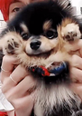 Yeontan the Pomeranian held up by hands, waving his front paws at the camera.