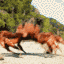 A red crab dancing rhythmically on a sandy beach.