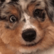 DogSmile animated emote | DM Request 📪 ⌇ Ask To DM & Chatting ⌇ Non Dating ⌇ Social ⌇ Friendly ⌇ Nitro ⌇Non Toxic