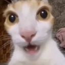 Bonkers_Dot_GG_femboiss custom emote from Femboy Order ・Femboy Tag ・LGBTQ・Femboys・ Gay・Furry・Trans・Roblox・Warthunder・Gay Tag・Furries