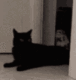 A black cat sitting on the floor is suddenly grabbed and pulled out of frame by a human hand.