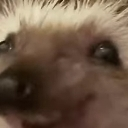 5bith_haha custom emote - West 187 Network