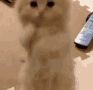 begKitten animated emote from Lucid Love ☾  Relationship ⭑ Social ⭑ Gaming ☽