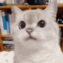 cat_nope animated GIF emoji from DM Request 📪 ⌇ Ask To DM & Chatting ⌇ Non Dating ⌇ Social ⌇ Friendly ⌇ Nitro ⌇Non Toxic