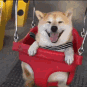 Shiba Inu dog with a big happy smile sitting on a red playground swing.