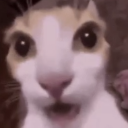 shocked_kitty Discord Emoji - RIZZ HEAVEN | Chill • Hangout • VC • SFW • Events • Friends • Giveaways • Ask to DM • Non Dating