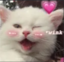 CuteCat Discord Emoji from Oreon Community 👻