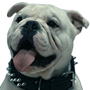 Bulldog with a spiked collar panting with a tough expression.