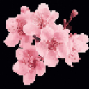 Cherry blossoms in full bloom with soft pink petals against a black background.