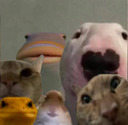 Starring_Animals Discord Emoji | Hejteri CODM