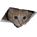 catceiling Discord Emoji - FriendZone | Make Friends ⋅ Fun Chill Active Chat ⋅ VC Social Gaming ⋅ Memes ⋅ Nitro Emojis ⋅ Anime