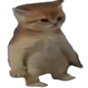 CatStanding Discord Emoji | Besties Community