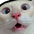 catconfused Discord sticker - ⁽¹⁸⁺⁾ miao ୨ৎ