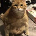 A round orange cat looking directly at the camera with a deadpan, judgmental expression.
