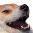 doggokek Discord sticker | The Moderation & Leadership Academy & Institute [MLAI]: