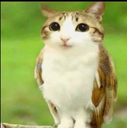 meowl custom emote | isla ⋆‧°𓏲ּ𝄢
