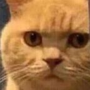 CatStare Discord Emoji - Lucid Love ☾  Relationship ⭑ Social ⭑ Gaming ☽