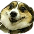 Corgi dog with a wide, goofy, and happy grin.