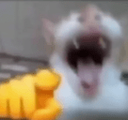 cat_wajaja Discord sticker - 𝕊ℙ𝔸ℂ𝔼