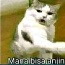 A cat with a wide-eyed, shocked expression and open mouth, featuring the text Mana bisa anjin at the bottom.