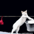 Cat_Wash animated emote from Geometry Dash Avenue