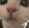 catclose custom emote from 𝗖𝘂𝗱𝗱𝗹𝘆 𝗖𝗿𝗶𝘁𝘁𝗲𝗿𝘀