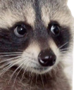 raccoonface Discord Emoji - Sachsen Treff | .gg/Sachsen