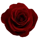 rose Discord Emoji - Lucid Love ☾  Relationship ⭑ Social ⭑ Gaming ☽
